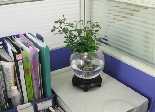 办公桌上放哪些植物比较好？